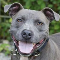 Paul, verschmust, Hund zur Adoption