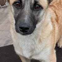 🌸 Violet  6 Monate  kleines Mädchen, Hündin zur Adoption