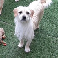 Árnika, ca. 2 Jahre jung, Hündin zur Adoption