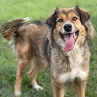 Kaya ❤ sucht ihr zuhause  ❤, Hündin zur Adoption