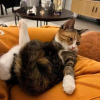 Kiyo sucht ihr Für-immer-Zuhause 🐾, Katze zur Adoption