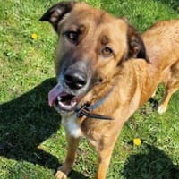 Nala von kettenlos, Hündin zur Adoption