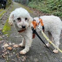 Zsak,schüchternes Pudelmädchen geb. 2020, Hündin zur Adoption