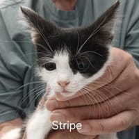 Stripe sucht DICH als Spielpartner!, Kater zur Adoption