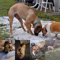 Mimika - einfach dankbar, Hündin zur Adoption