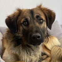 Strolch, geb. ca. 04/2024, 71272 Renning, Hund zur Adoption