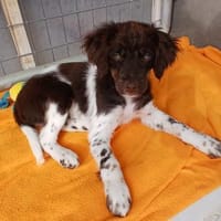 Foxy sucht ihr Glück, Hündin zur Adoption