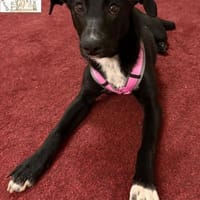 Malve   das temperamentvolle ..., Hündin zur Adoption