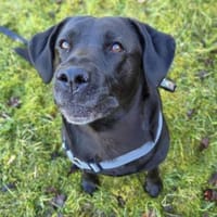 Lucy - kuschelt gerne, Hündin zur Adoption