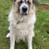 Bär, Hund zur Adoption