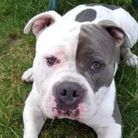 Balu, Hund zur Adoption