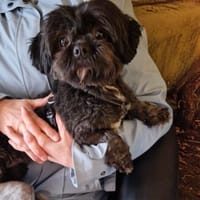 Nelli, liebes Shi Tzu Mischlingsmädchen, Hündin zur Adoption
