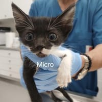 Micro - kleiner Kämpfer sucht Zuhause, Kater zur Adoption