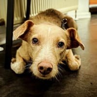 Ruhige Sandy, Hündin zur Adoption