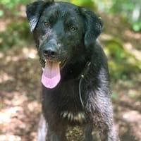 Anhänglicher Pancho sucht Zuhause, Hund zur Adoption