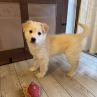 Mochi, kluger Welpe sucht Familie, Hund zur Adoption