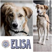 ELISA * liebenswerte Spezialistin, Hündin zur Adoption