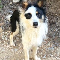 Pocket - sucht Ruhe und Stabilität, Hund zur Adoption