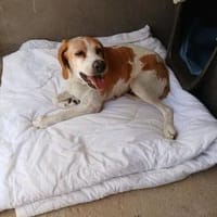 Franzi sucht Familienanschluß, Hündin zur Adoption