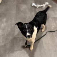 Herceg, ca. 4 Monate, ca. 28 cm, ca 6 kg, Hund zur Adoption