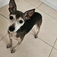 Omi Luna, Hündin zur Adoption