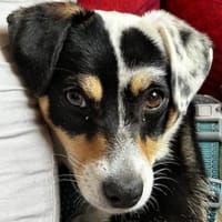 Julia, geb. ca. 08/2025, 79576 Weil a. R, Hündin zur Adoption