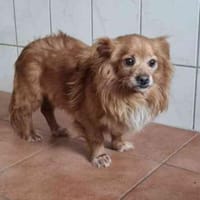 Yuki, noch schüchtern, Hund zur Adoption