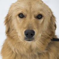 Frici  wer verliebt sich in ihn?, Hund zur Adoption