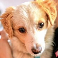 Frederic, geb. 08/2025, 79576 Weil a. R., Hund zur Adoption