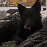 💕Nelly💕 sucht ihre Menschen, Hündin zur Adoption