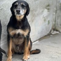 Freundlicher Banjou, Hund zur Adoption