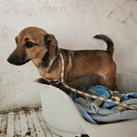 Gute-Laune-Hündin Suri, Hündin zur Adoption