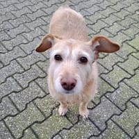 BECKY ❤ freut sich über Besuch in NRW, Hündin zur Adoption