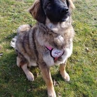 Inara sucht ihre Familie 🌸💖, Hündin zur Adoption