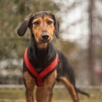 Carlotta sucht eine aktive Familie, Hündin zur Adoption