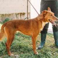 Menschenbezogener Lapa, Hund zur Adoption