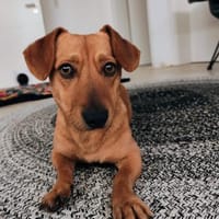 Scooby° in 55777 Berschweiler, Hund zur Adoption