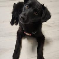 💙Sasu💙 sucht ein schönes Zuhause, Hund zur Adoption