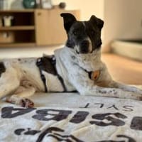 Gutmütiger Goethe sucht seine Menschen, Hund zur Adoption