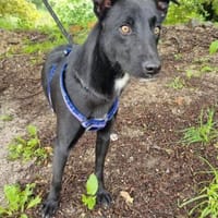 Lieber Anubis, Hund zur Adoption