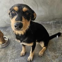 Fröhliche Conny, Hündin zur Adoption