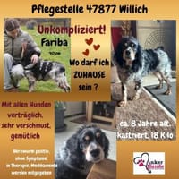 💕Fariba💕 sucht ihre Menschen💕, Hündin zur Adoption