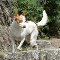 Verschmuste Mola, Hündin zur Adoption