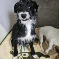 Kuschelmaus Fifi, Hündin zur Adoption