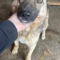 Marty - Der Anschmiegsame 🐾, Hund zur Adoption