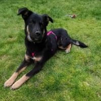 Zuckersüße Polly wartet auf ihre Familie, Hündin zur Adoption