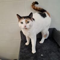 Blanchette, chatte à adopter