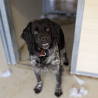 MALO, chien à adopter