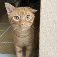 CARAMEL / déjà promis, chat à adopter
