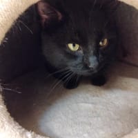 Vako PAB28539, chat à adopter